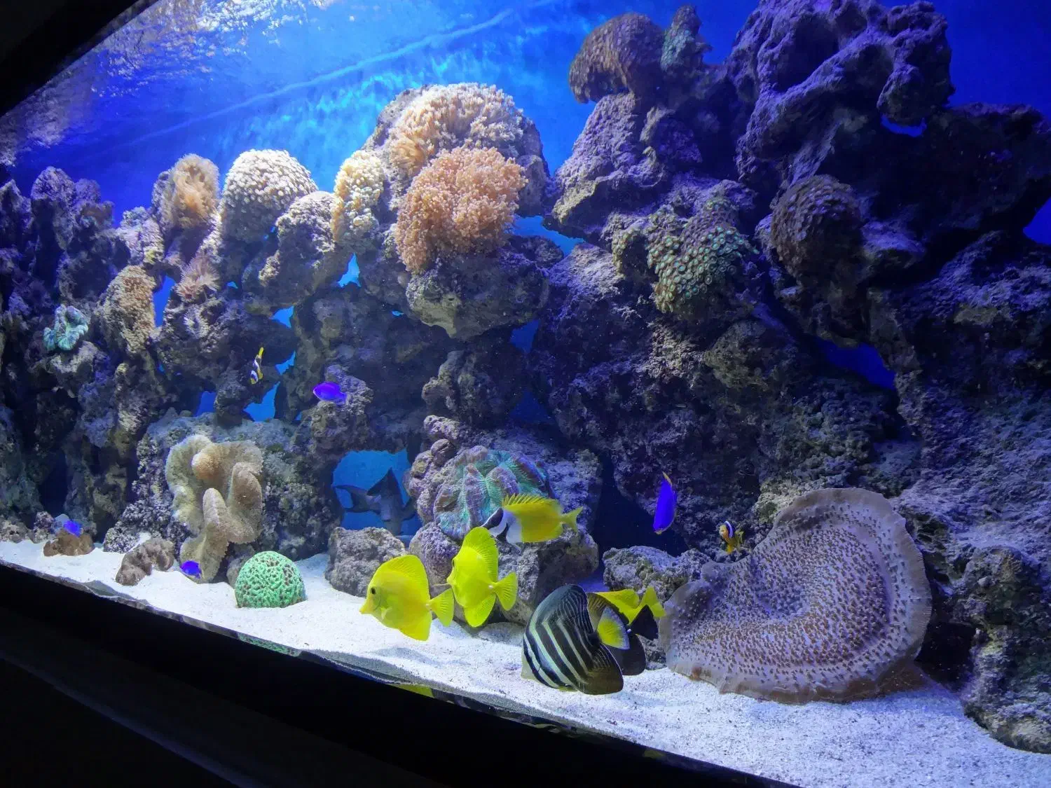 اکواریوم|ماهی|بندر ماهشهر, |دیوار