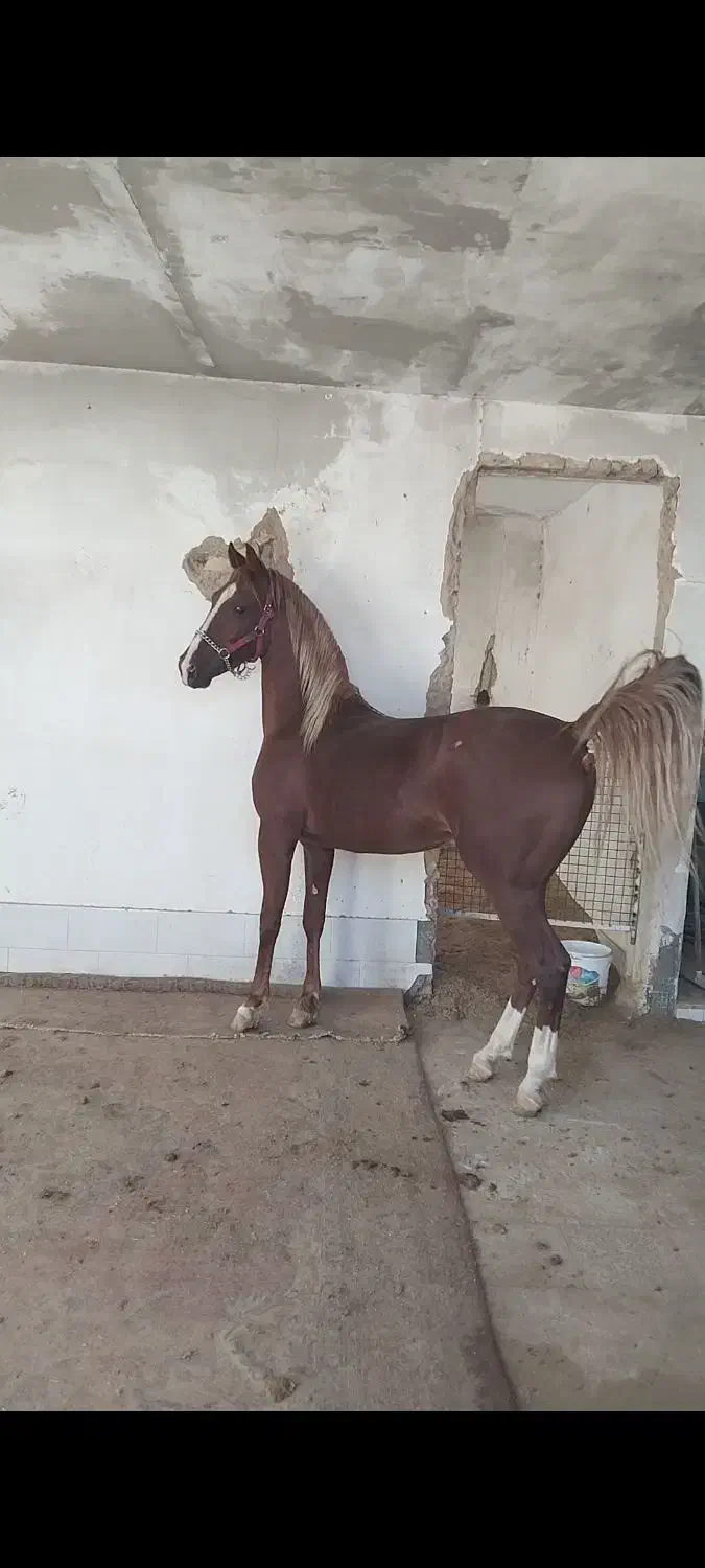 نریون کرد|اسب و تجهیزات اسب‌سواری|کاشمر, |دیوار