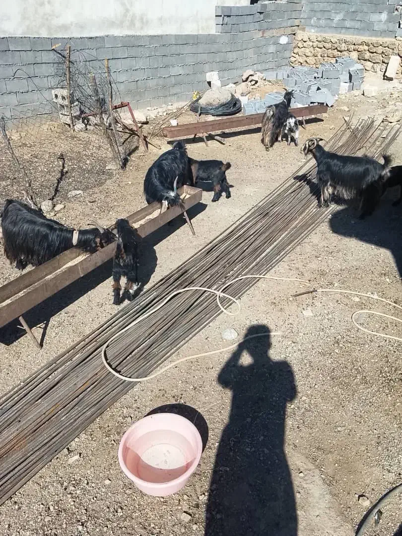 بز زاییده|حیوانات مزرعه|بازفت, |دیوار