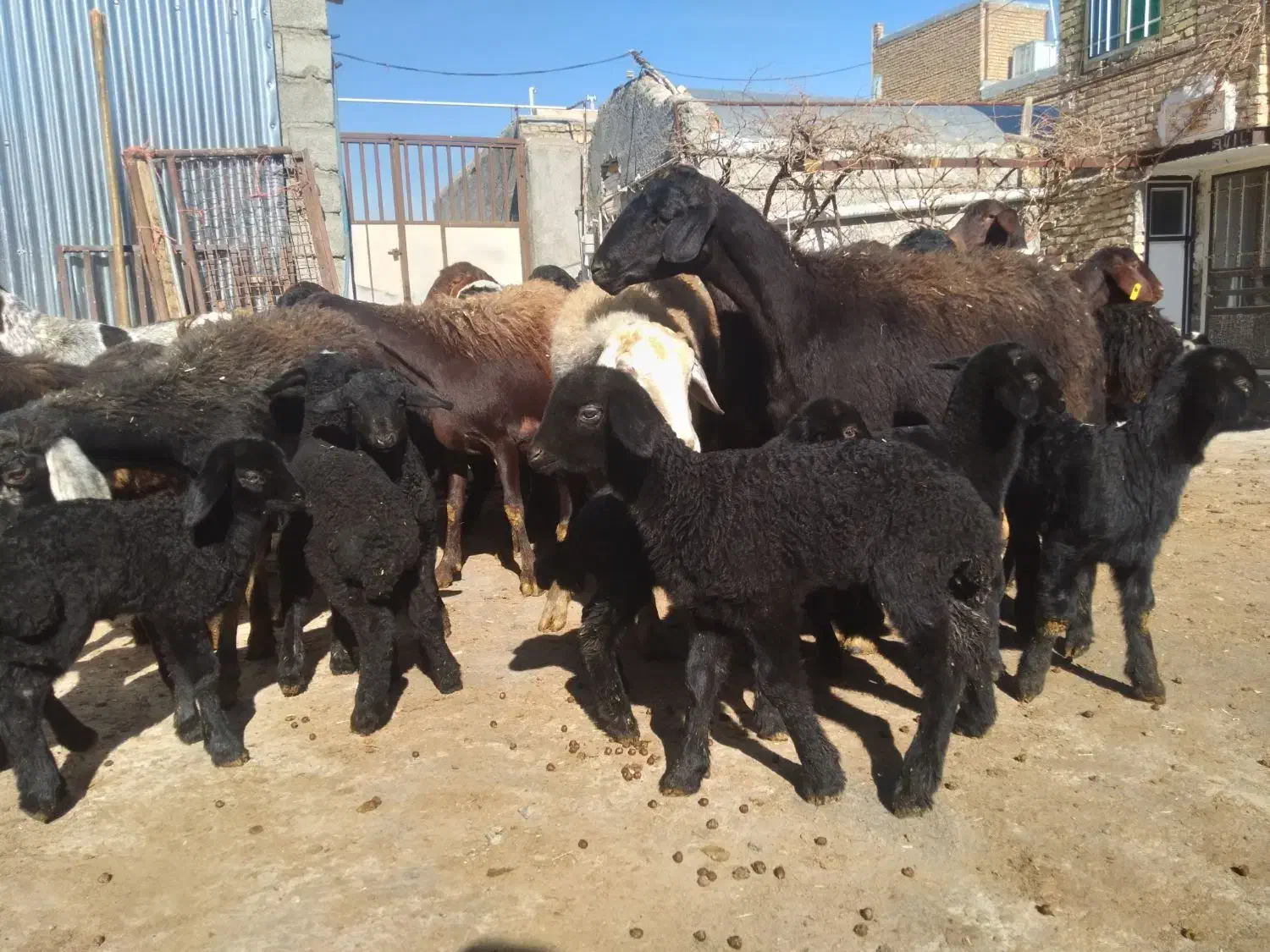 گوسفند|حیوانات مزرعه|خنداب, |دیوار