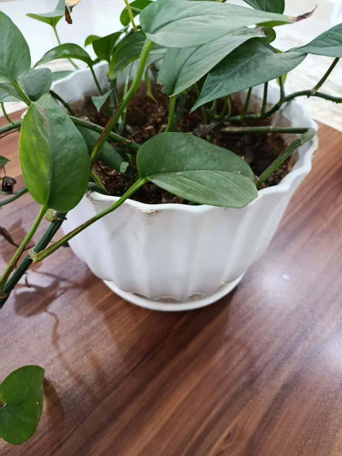 گل بتوس|گل و گیاه طبیعی|زابل, |دیوار