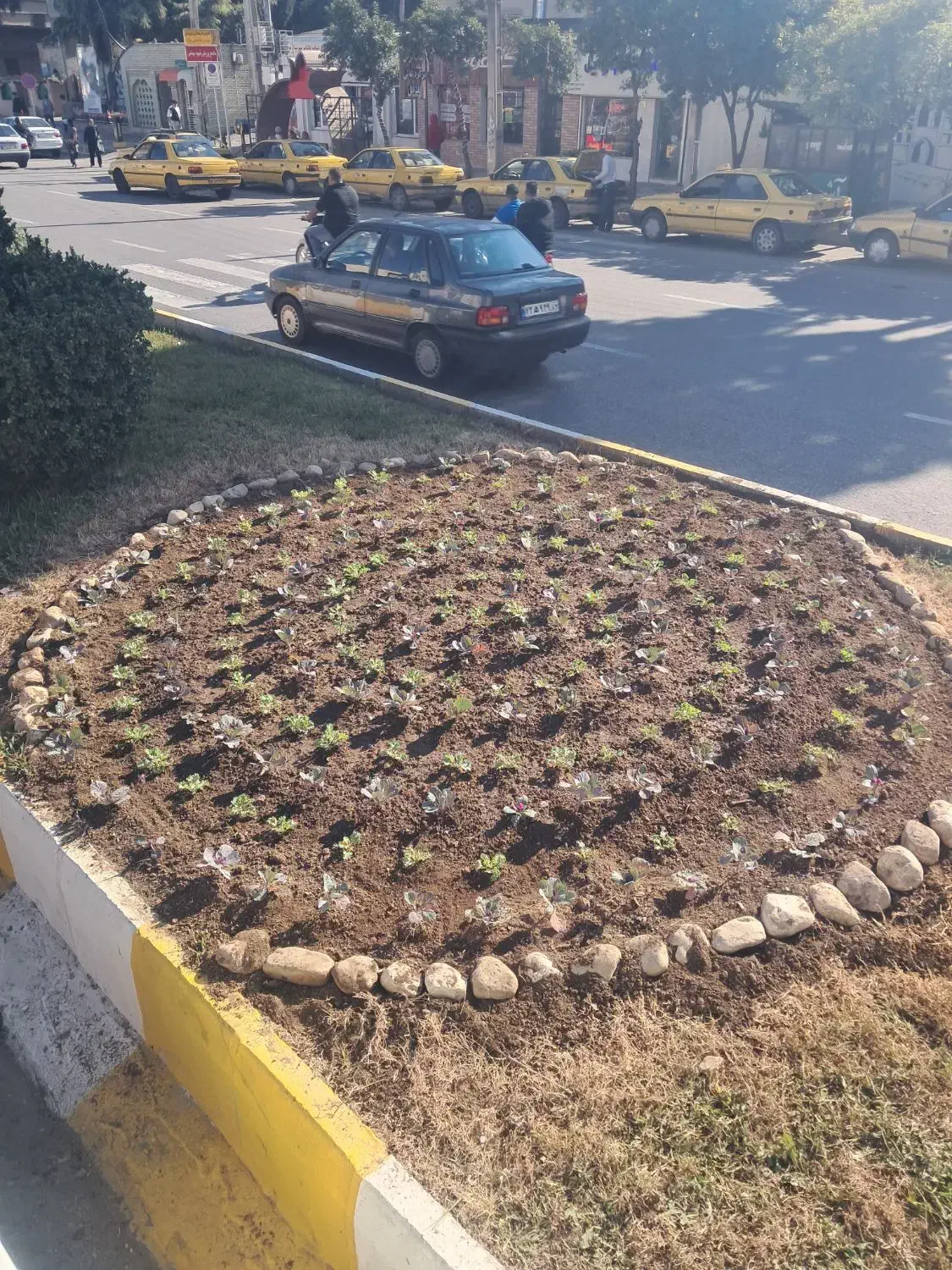 باغبانی و نگهداری گل و گیاه و نظافت|خدمات باغبانی و درختکاری|رستمکلا, |دیوار