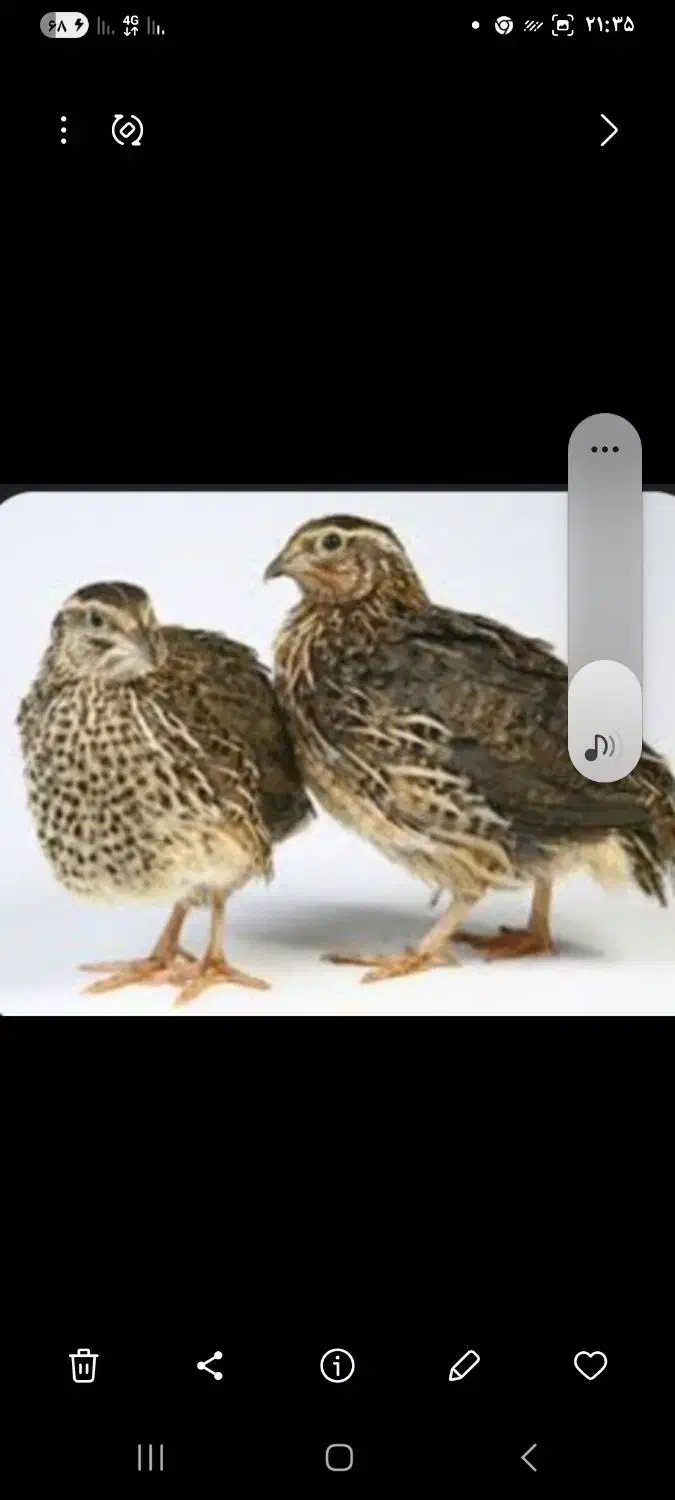 بلدرچین|حیوانات مزرعه|رشت, نظری|دیوار