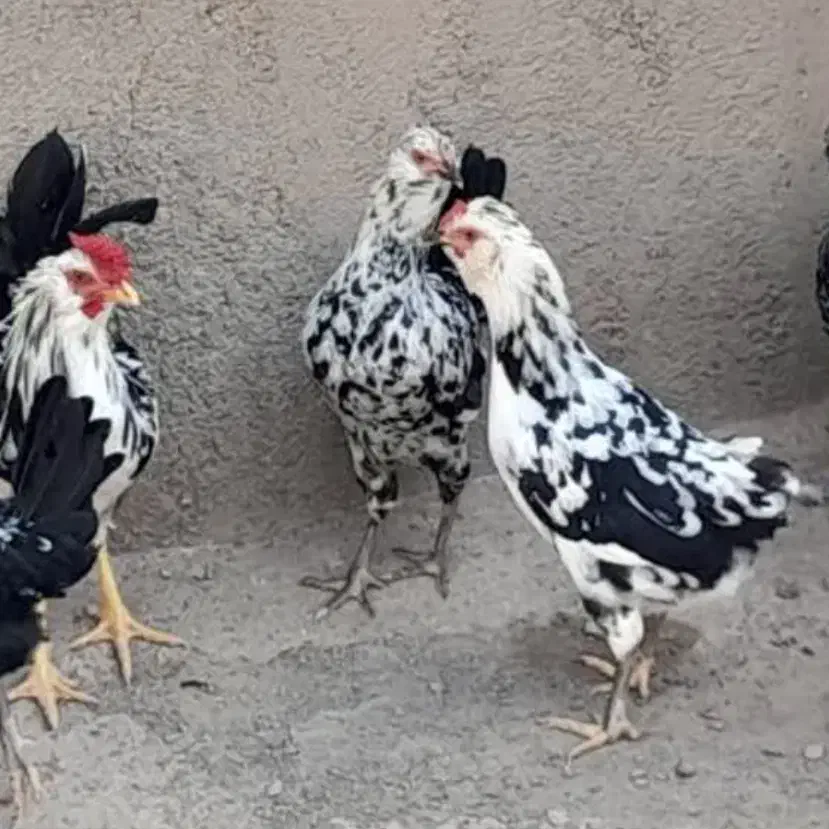 مرغ گلین|حیوانات مزرعه|قم, هنرستان|دیوار