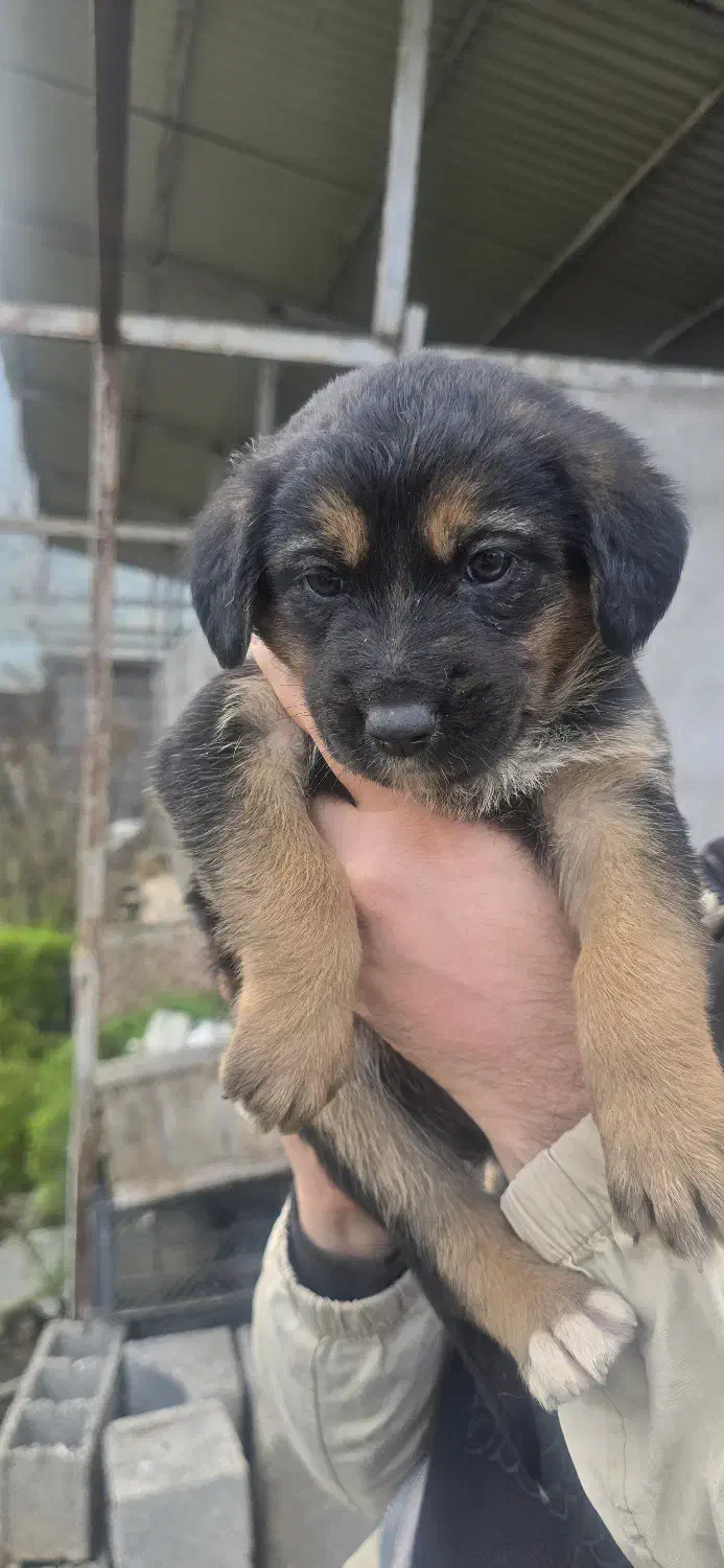 واگذاری توله سگ رایگان|سگ|لاهیجان, لیالستان|دیوار