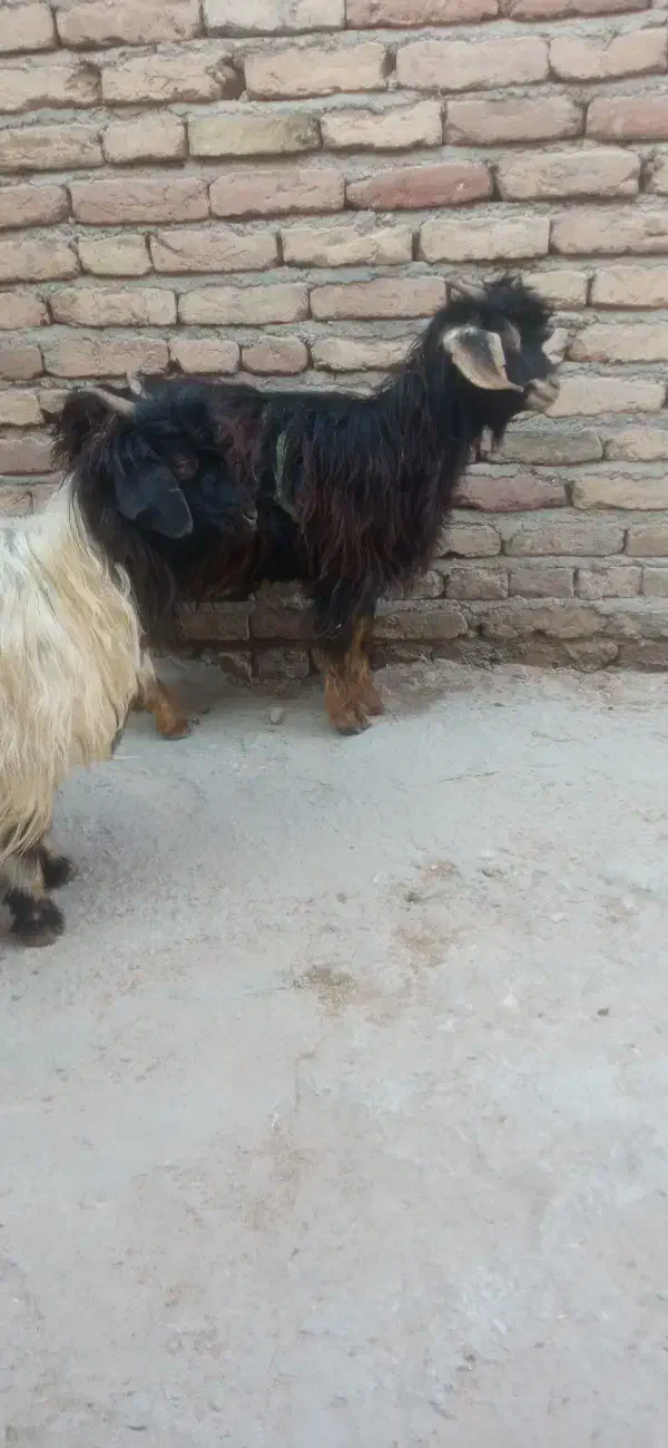 2عدد بزغاله|حیوانات مزرعه|بناب, |دیوار