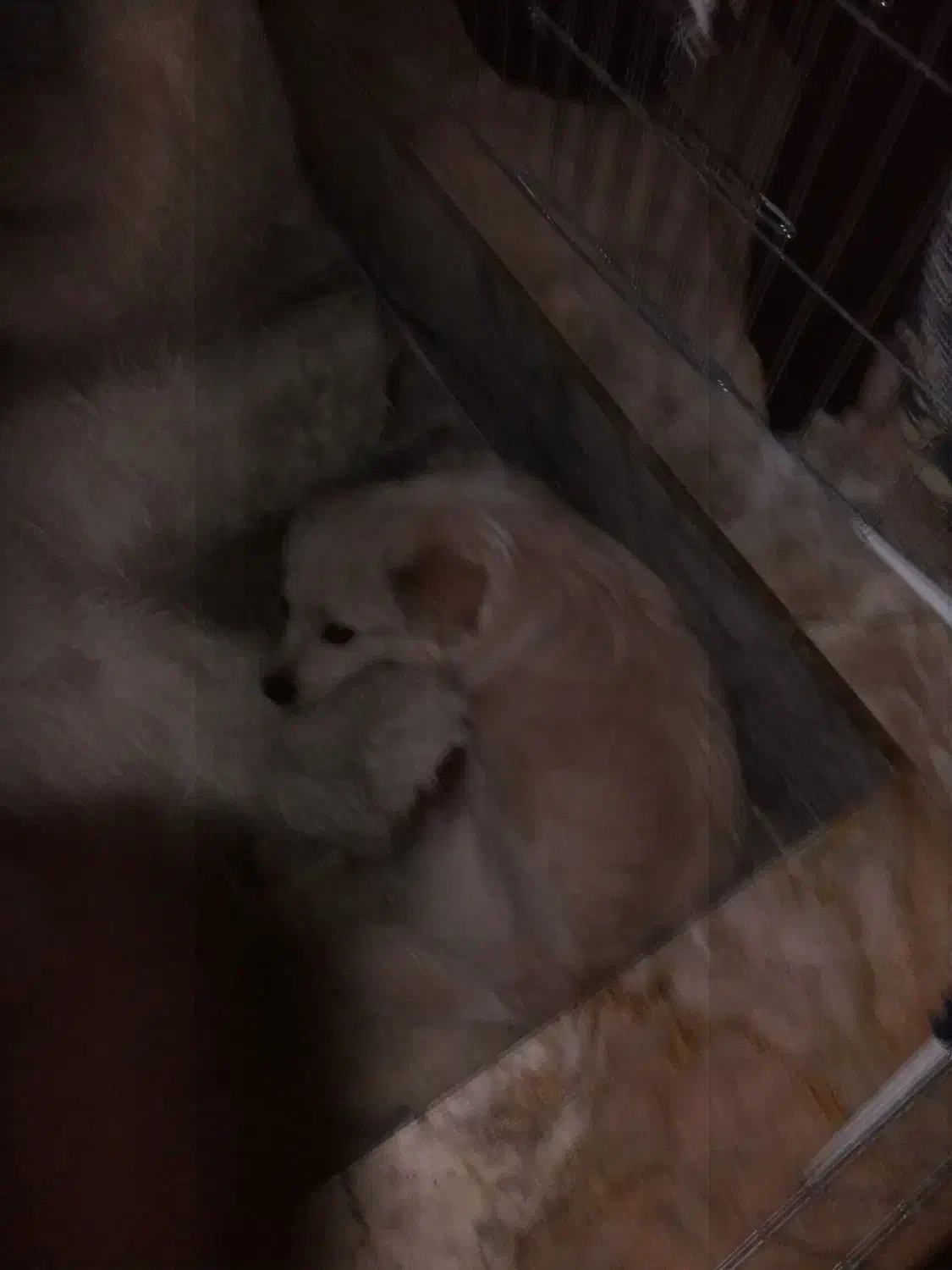 واگذاری سگ|سگ|اصفهان, دانشگاه اصفهان|دیوار