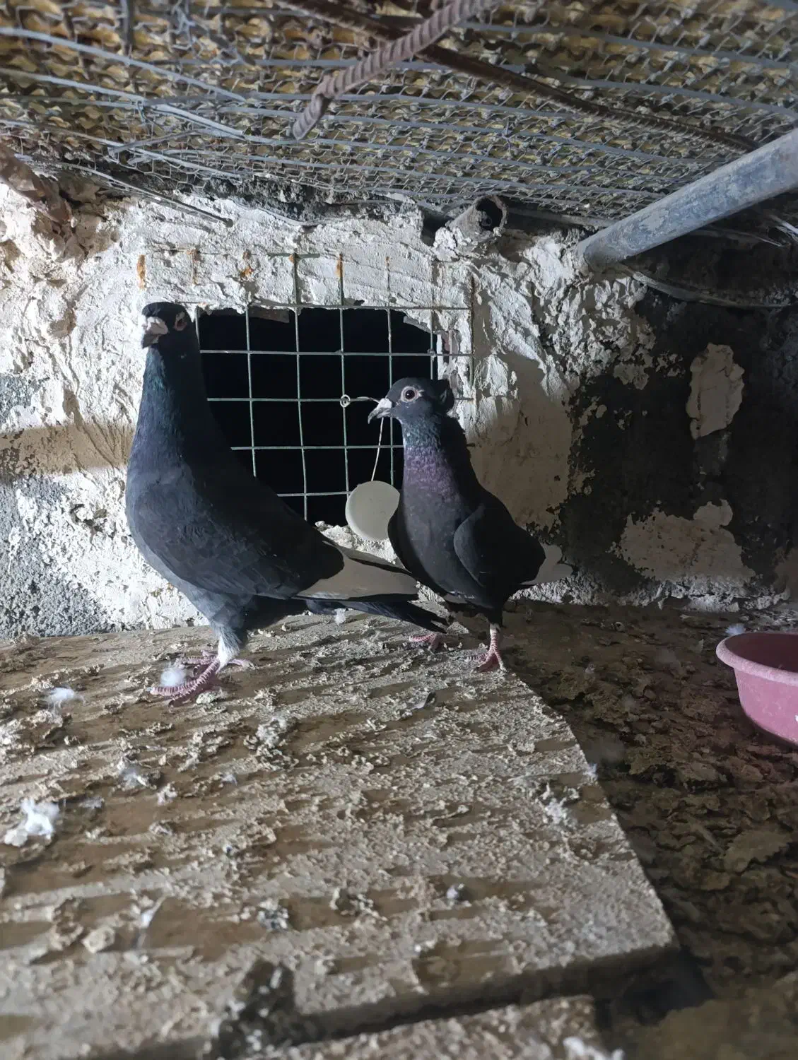 کبوتر|پرنده|بیرجند, |دیوار