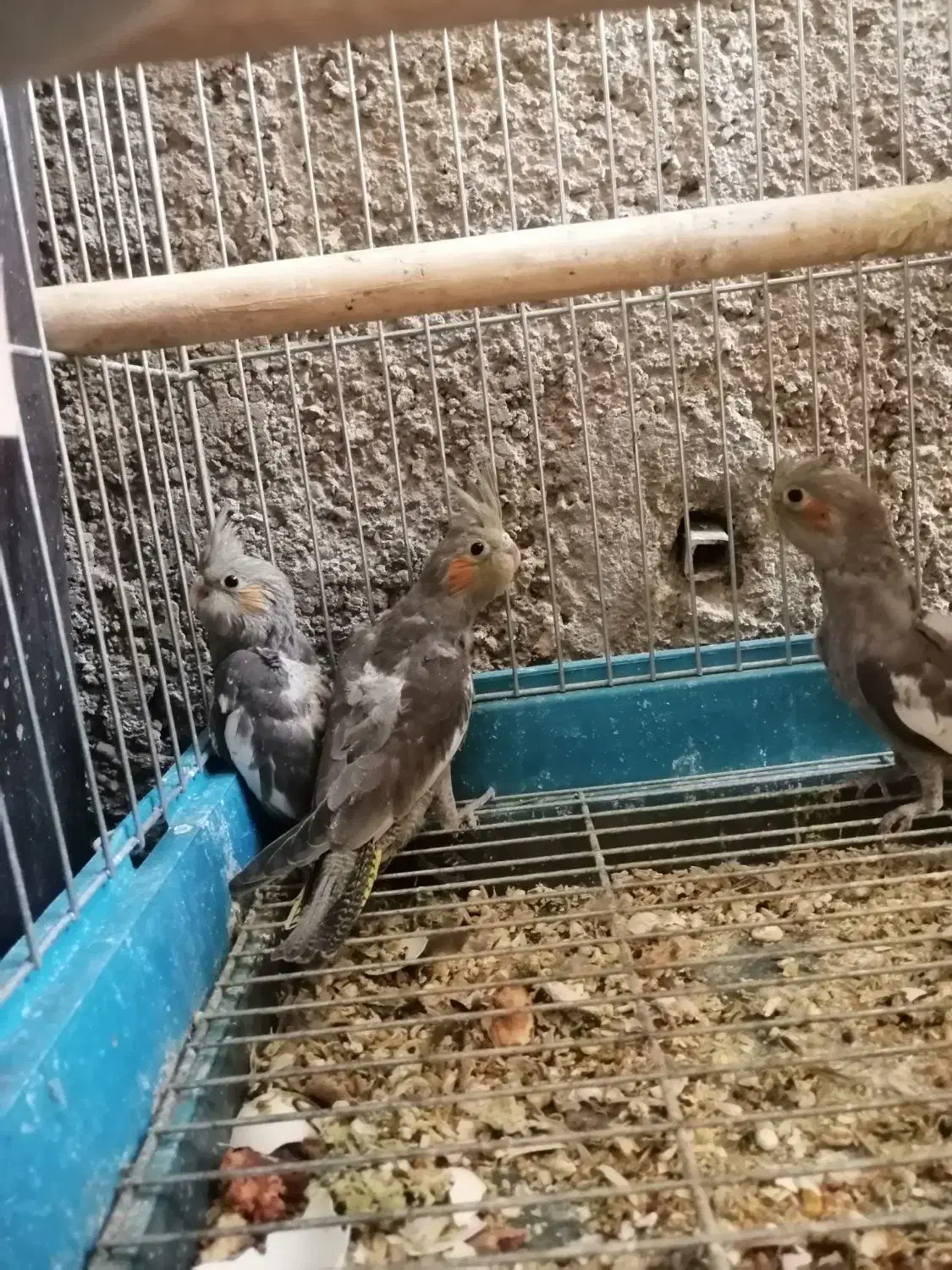 جوجه عروس هلندی|پرنده|داراب, |دیوار