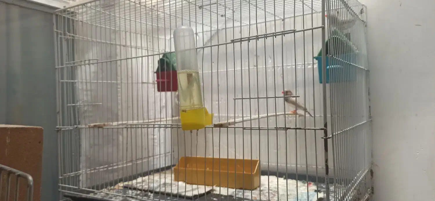 فنج|اسباب‌بازی بچه|مشهد, کوشش|دیوار