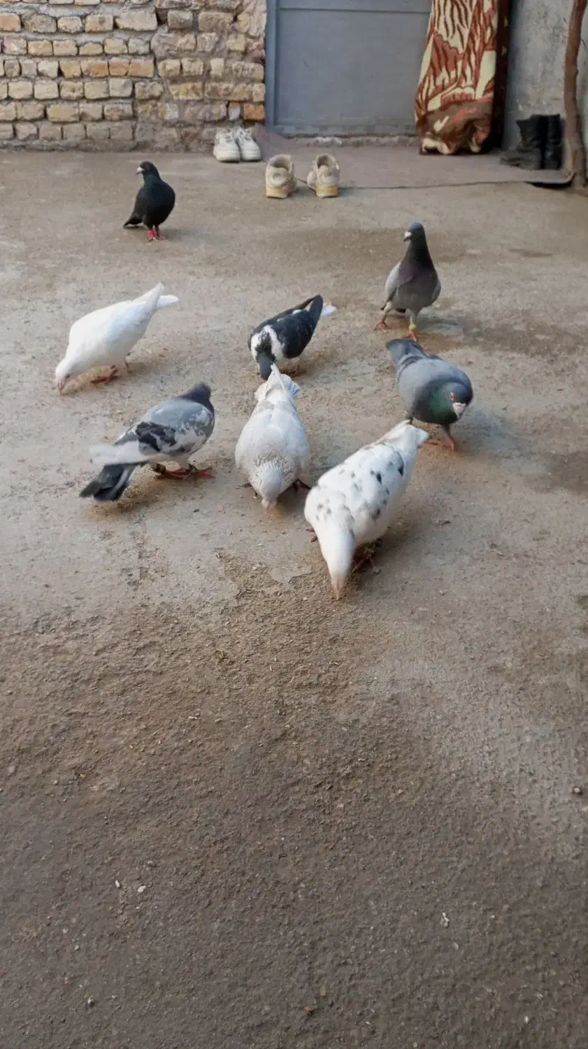 کبوتر ناشی|پرنده|شیروان (خراسان), |دیوار