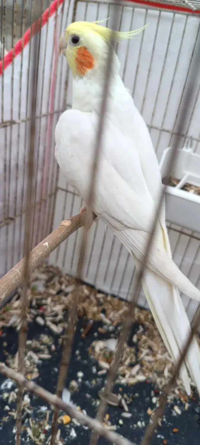 یک نر عروس هلندی|پرنده|هندیجان, |دیوار