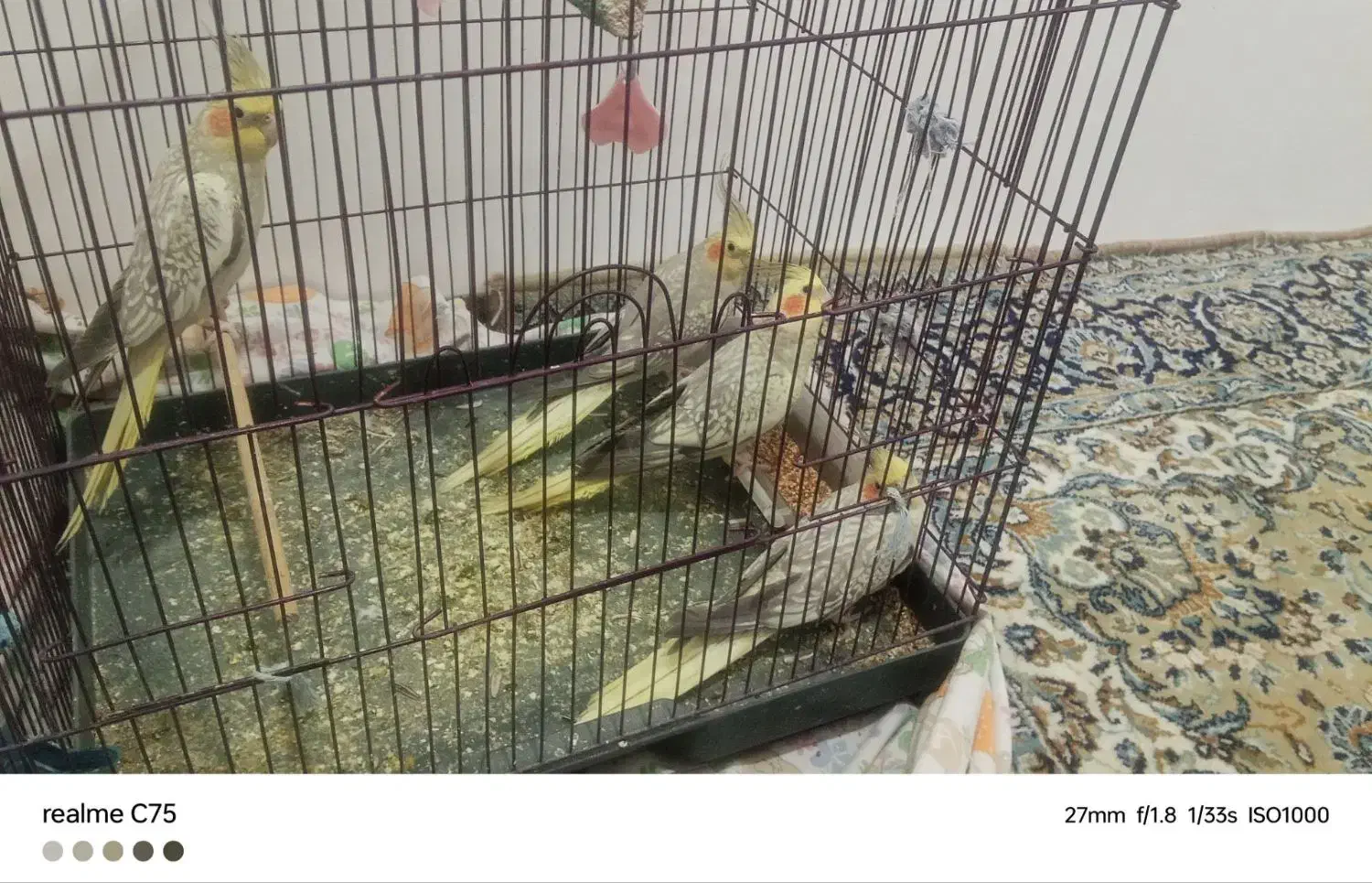 عروس هلندی|پرنده|تبریز, |دیوار