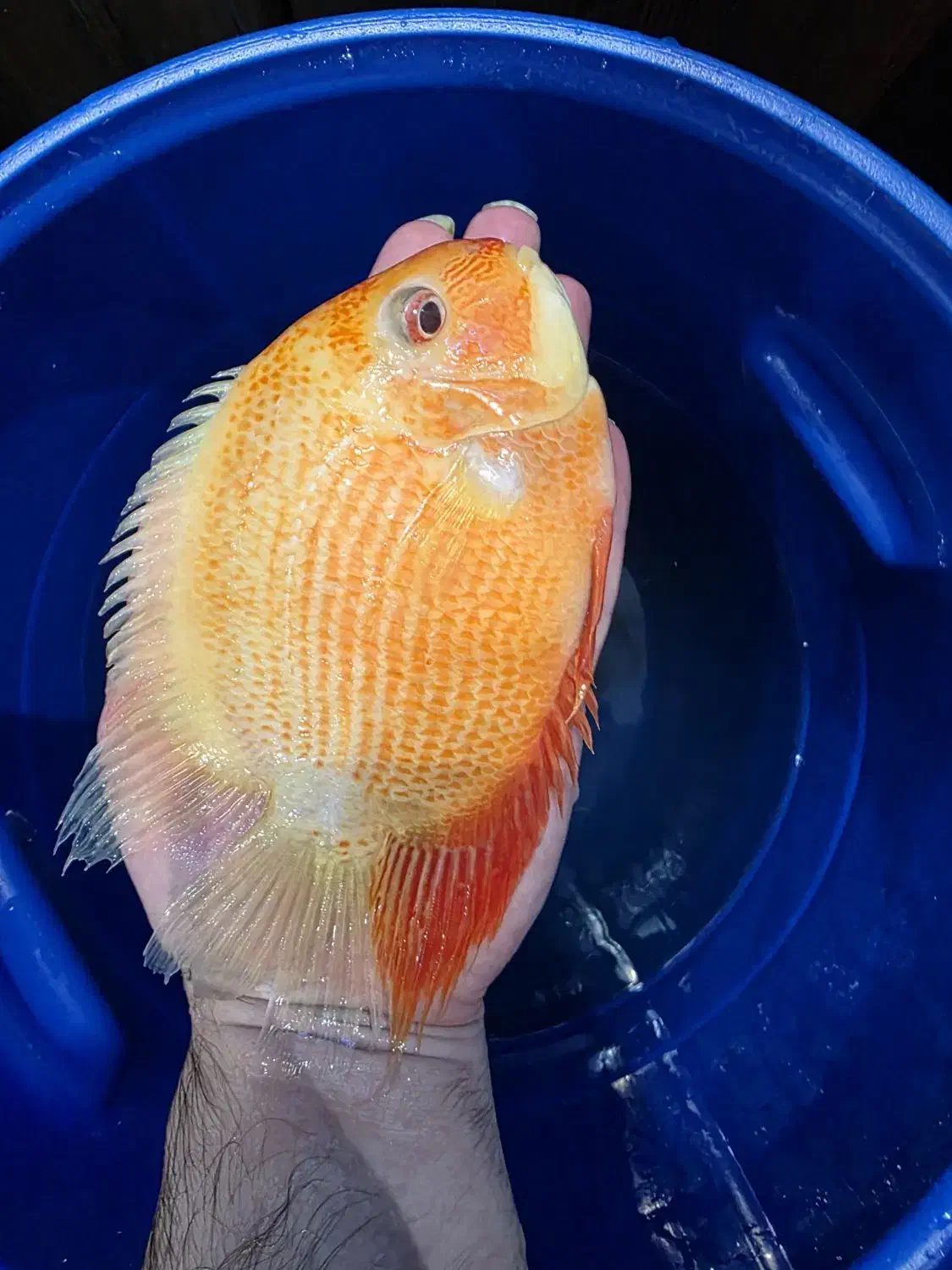 پرت کینگ غول پیکر...سورم رداسپات سایز فوق درشت|ماهی|اصفهان, مسجد مصلی|دیوار