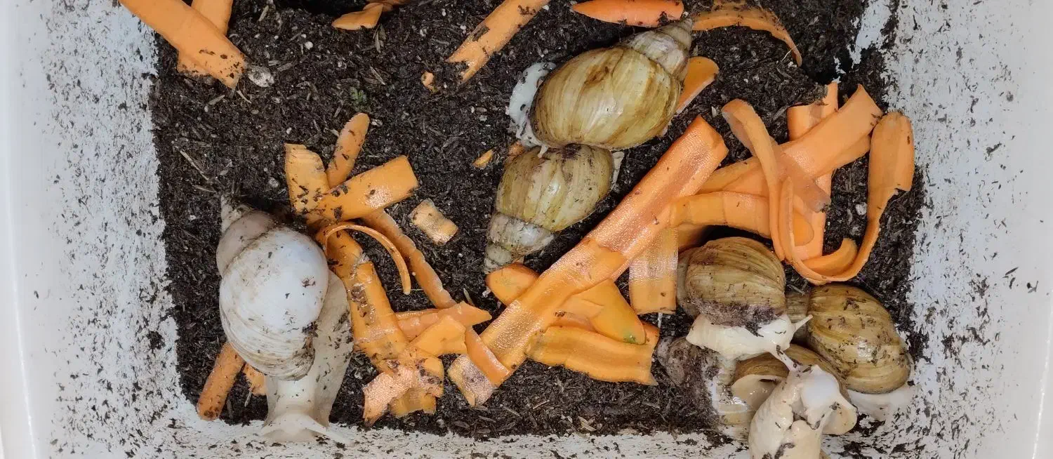 حلزون در سن و طول متفاوت ، بالغ نیمه بالغ و جوجه|خزنده|شیروان (خراسان), |دیوار