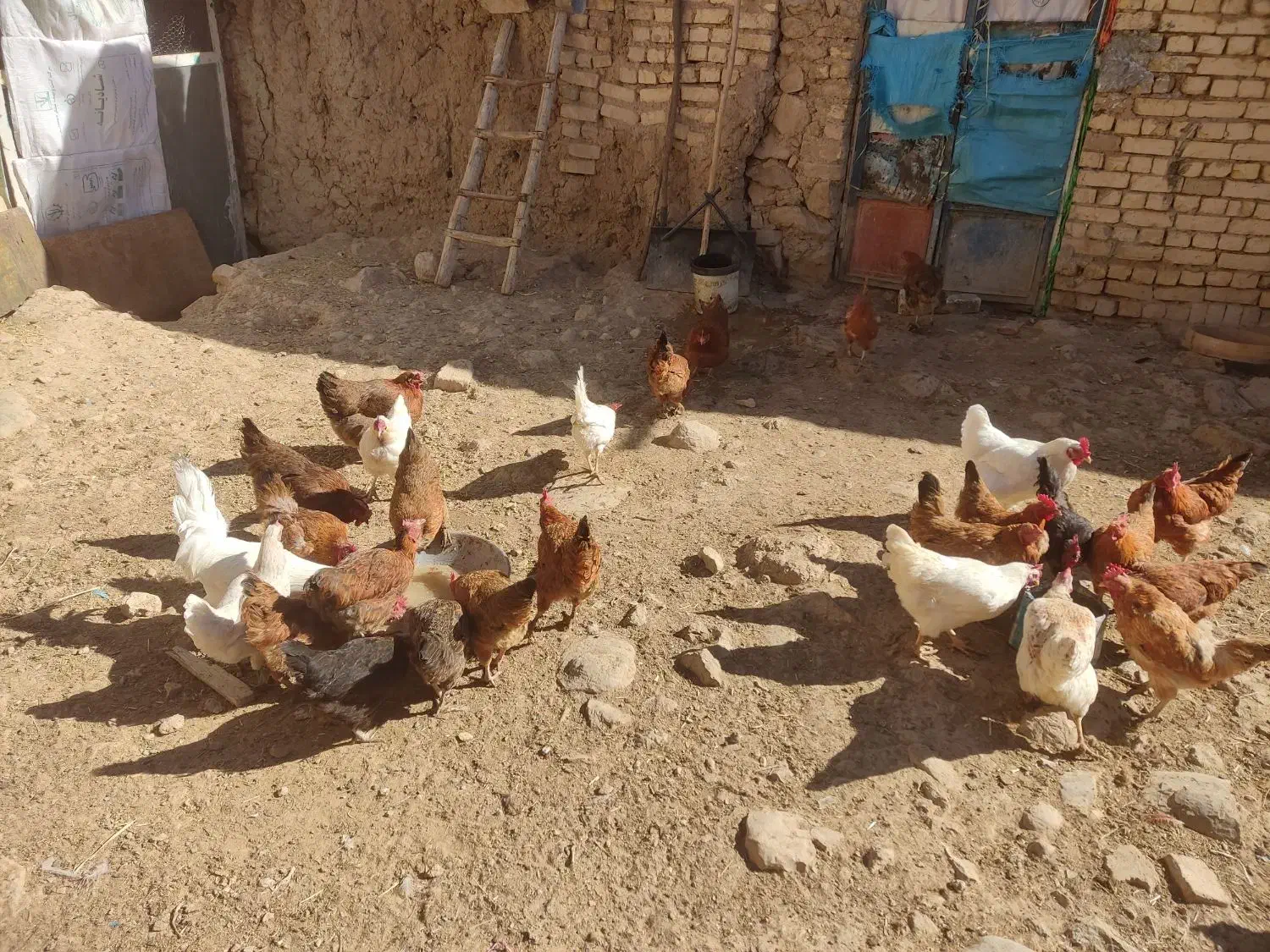 پرنده|حیوانات مزرعه|فریدونشهر, |دیوار