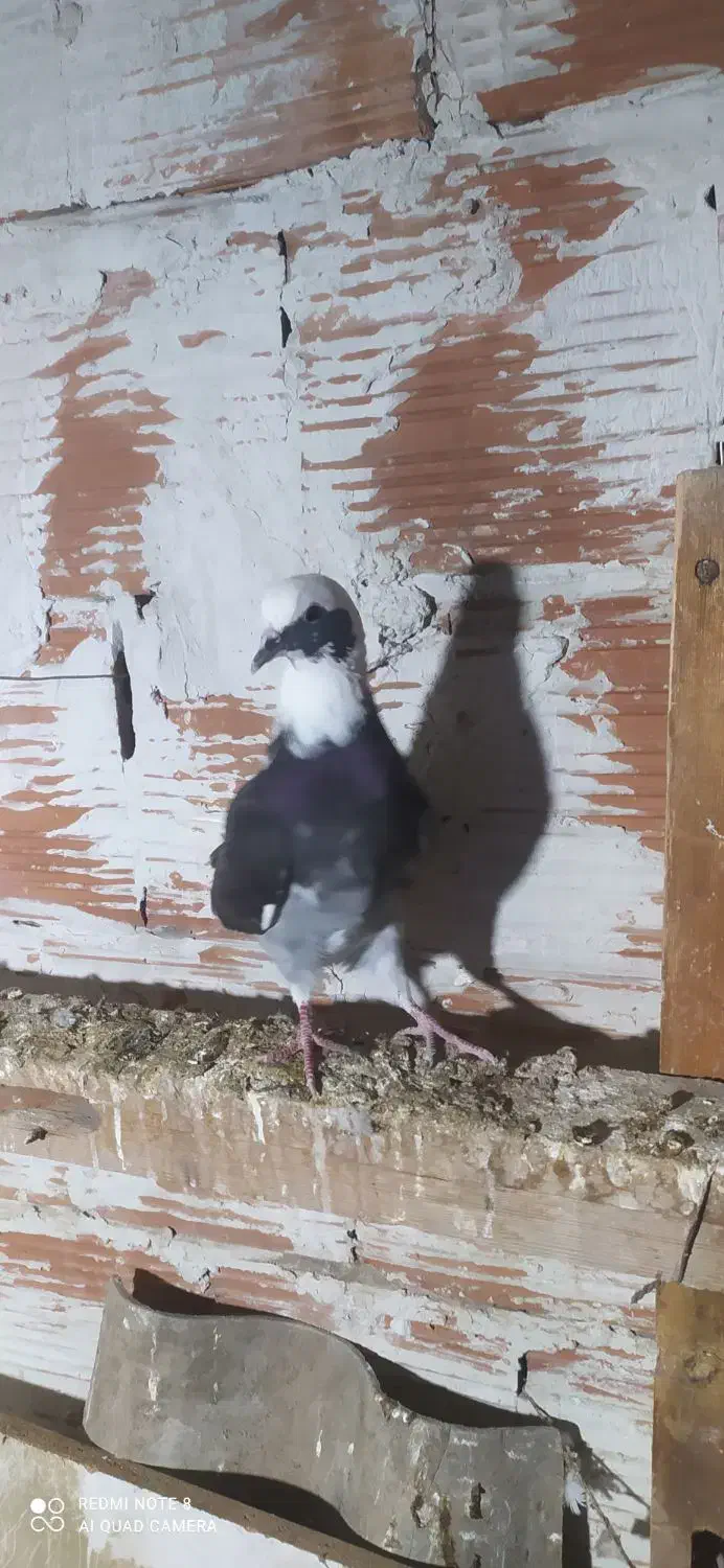 ۱۲۳|پرنده|مینودشت, |دیوار