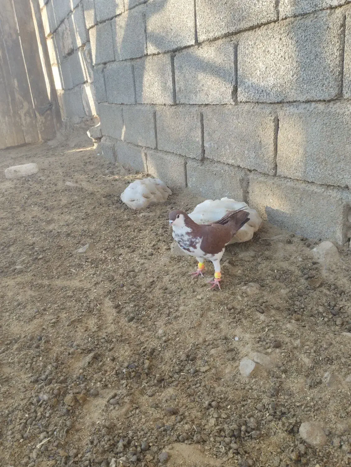 کلاغ دم سرخ افشون ماده|پرنده|تربتحیدریه, طالقانی|دیوار