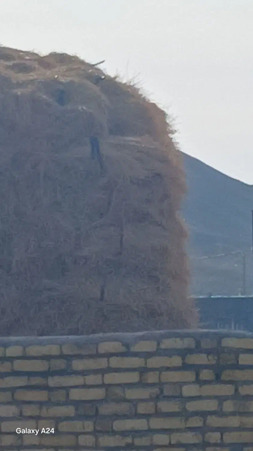 یونجه|حیوانات مزرعه|زنجانرود, |دیوار