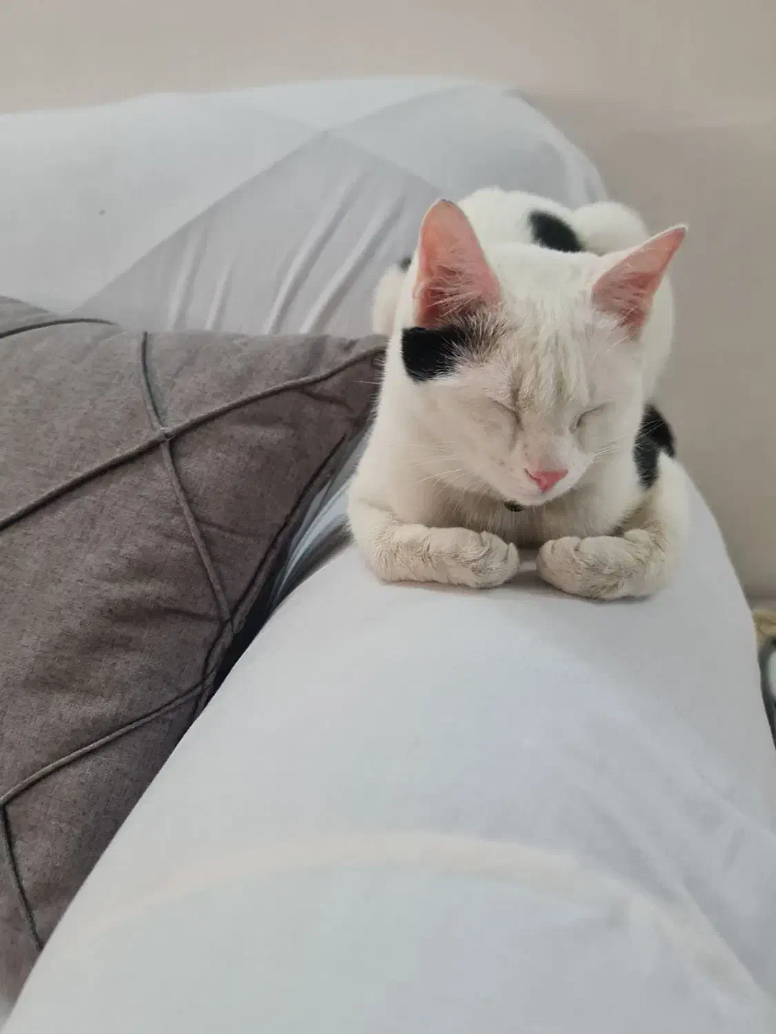 واگذاری گربه نر ۷ ماهه|گربه|قم, تعویض پلاک|دیوار