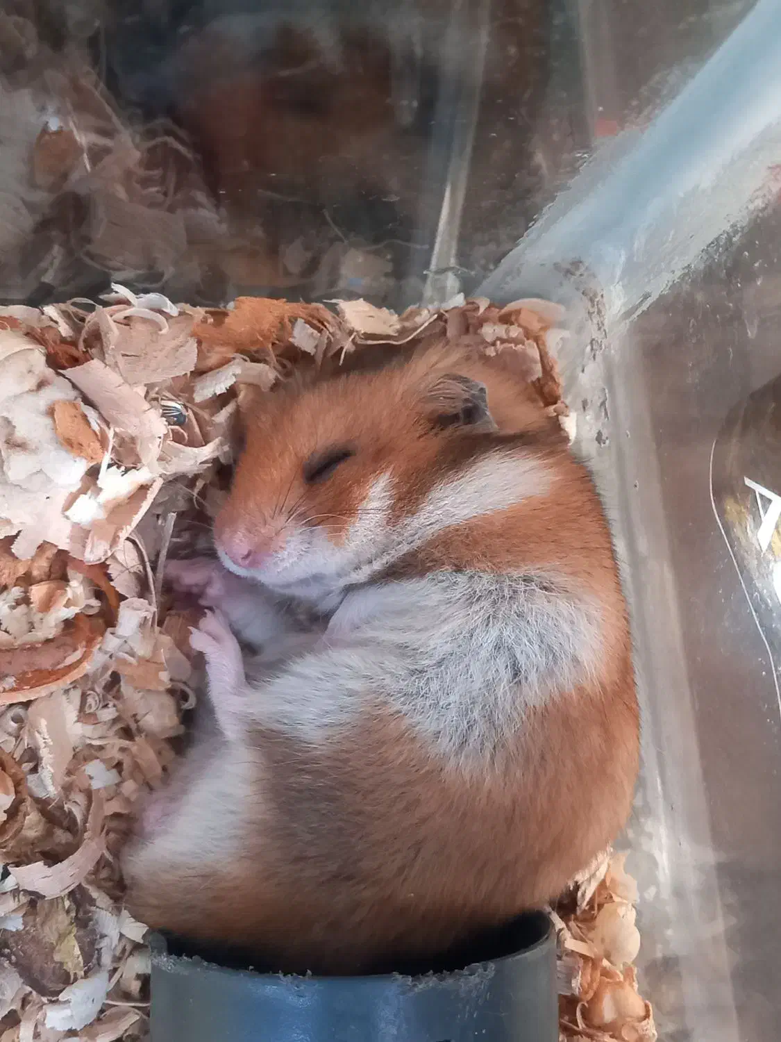 سگ پیداشده|حیوانات|خمینی‌شهر, |دیوار