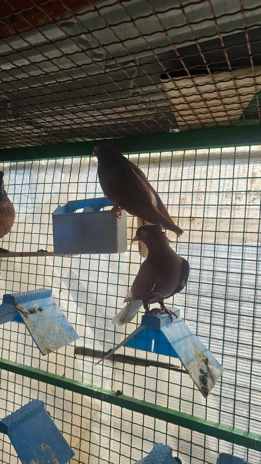 کبوتر|پرنده|مشهد, انقلاب|دیوار