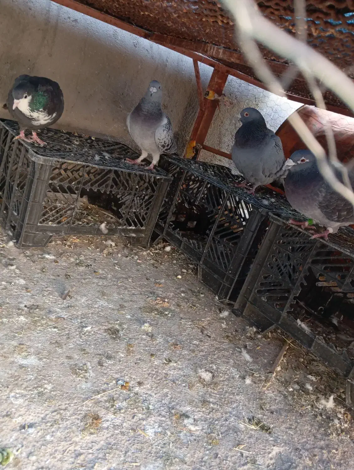 کبوتر فروشی|پرنده|نرماشیر, |دیوار