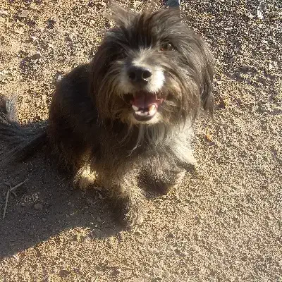 واگذاری شیتزو|سگ|قم, سراجه (۱۵ خرداد)|دیوار