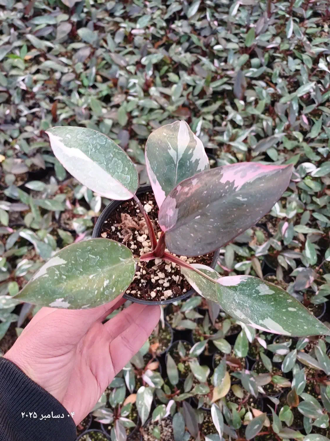 گیاهان آپارتمانی|گل و گیاه طبیعی|فردیس, شهرک ناز|دیوار