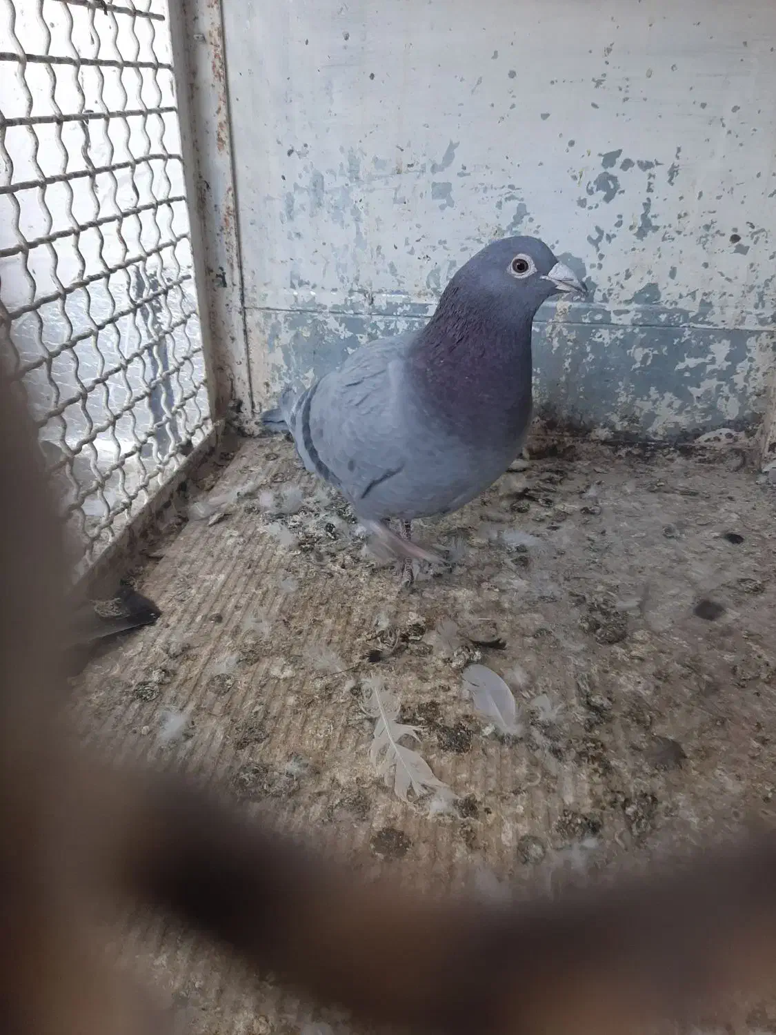 سه کیسه کود کبوتر+۶عددمرغ+۲۵تا کبوتر|پرنده|بیرجند, |دیوار