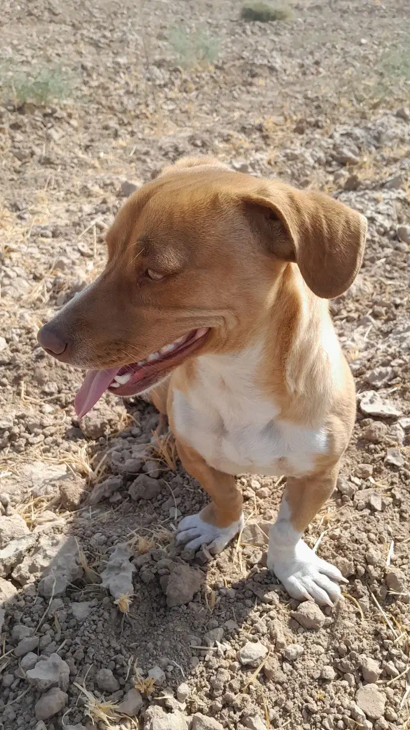 سگ پاکوتاه|سگ|مشهد, کلاکوب|دیوار