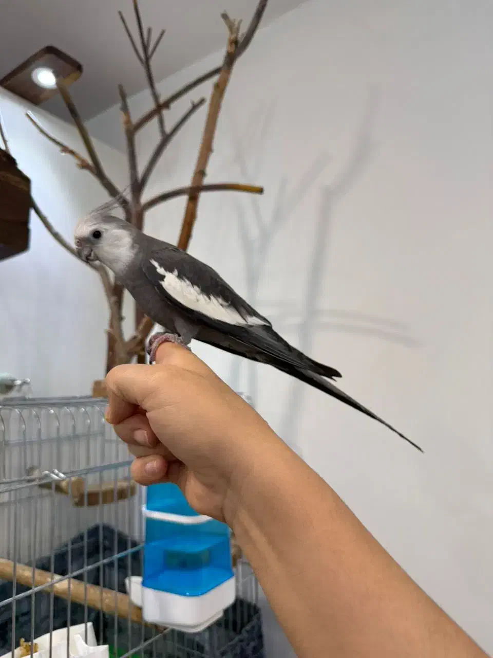 عروس هلندی|پرنده|کرج, چهارصد دستگاه|دیوار