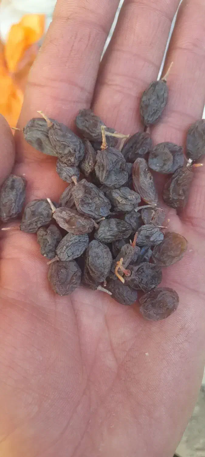 فروش کشمش آفتابی درشت و تیزابی وفخری|خوردنی و آشامیدنی|ضیاء آباد, |دیوار