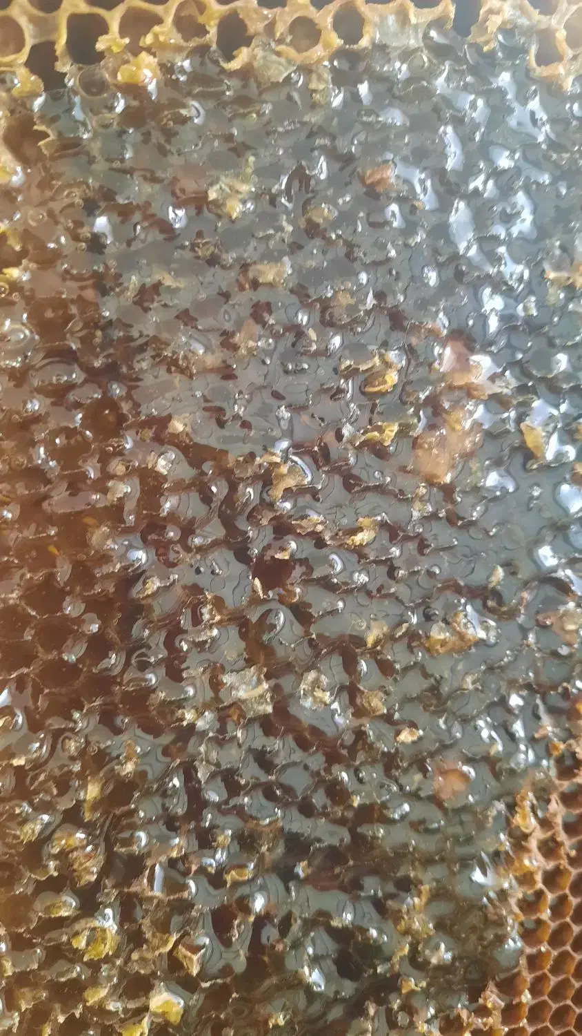 عسل طبیعی زنبور بومی|خوردنی و آشامیدنی|موچش, |دیوار