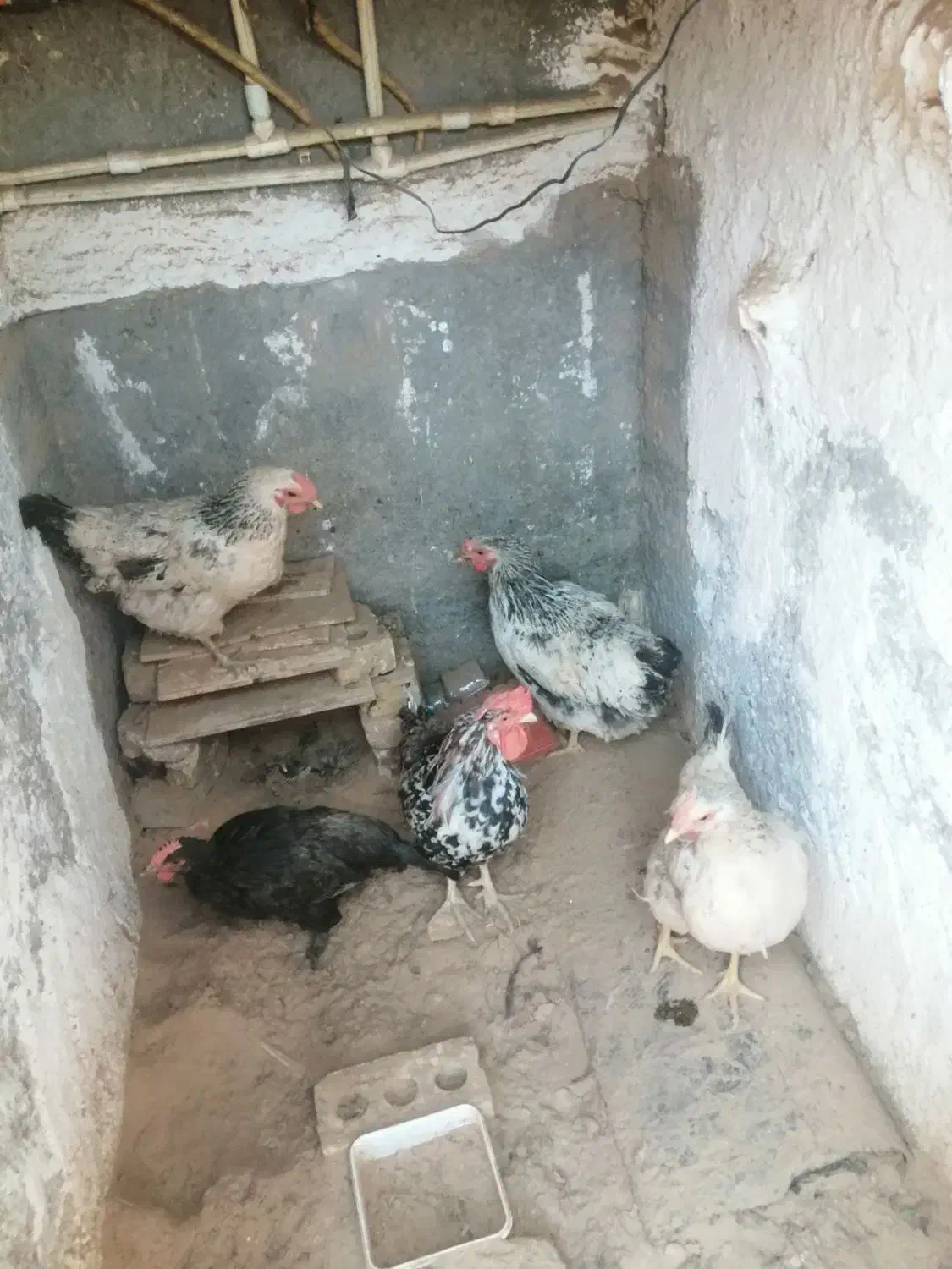 مرغ خروس|حیوانات مزرعه|خوسف, |دیوار