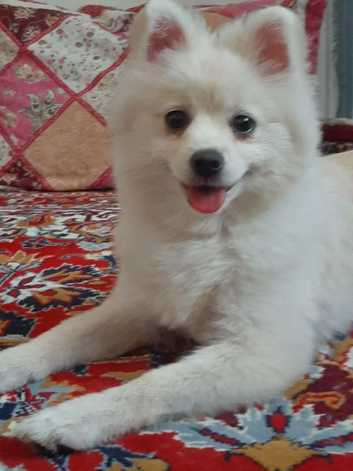 سگ پامر(ماده)|سگ|مشهد, آبکوه|دیوار