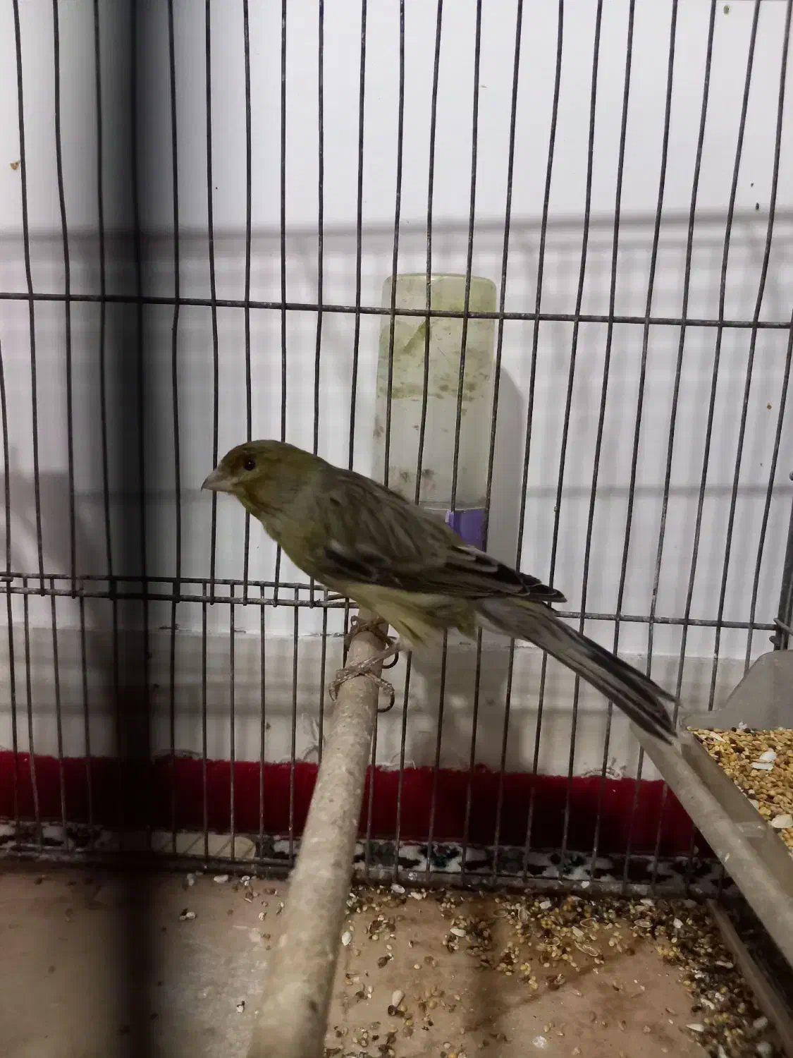 قناری بخون مس|پرنده|سیرجان, |دیوار