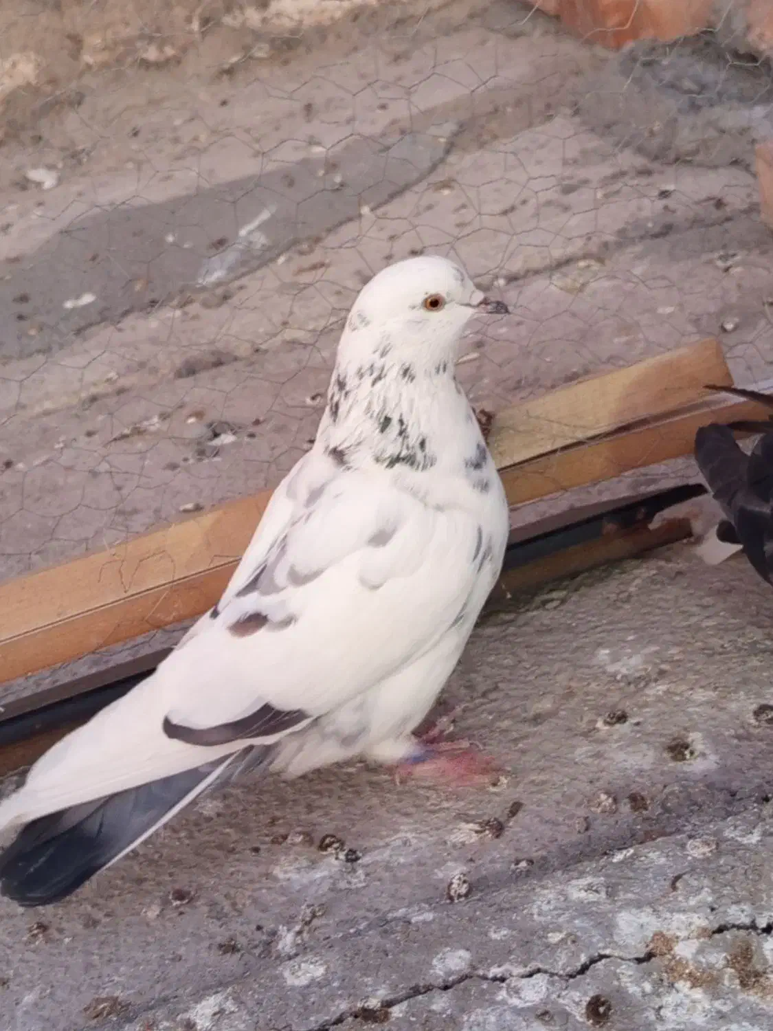 کفتر گرفتنی|پرنده|نسیمشهر, |دیوار