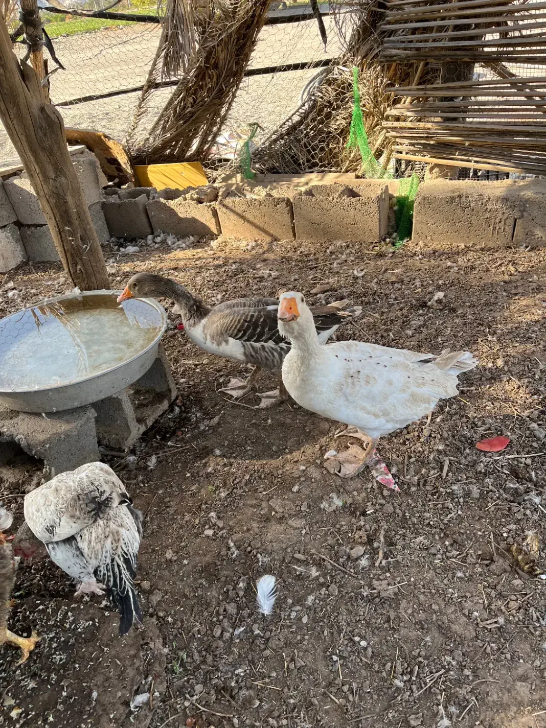 غاز|حیوانات مزرعه|بندرعباس, |دیوار