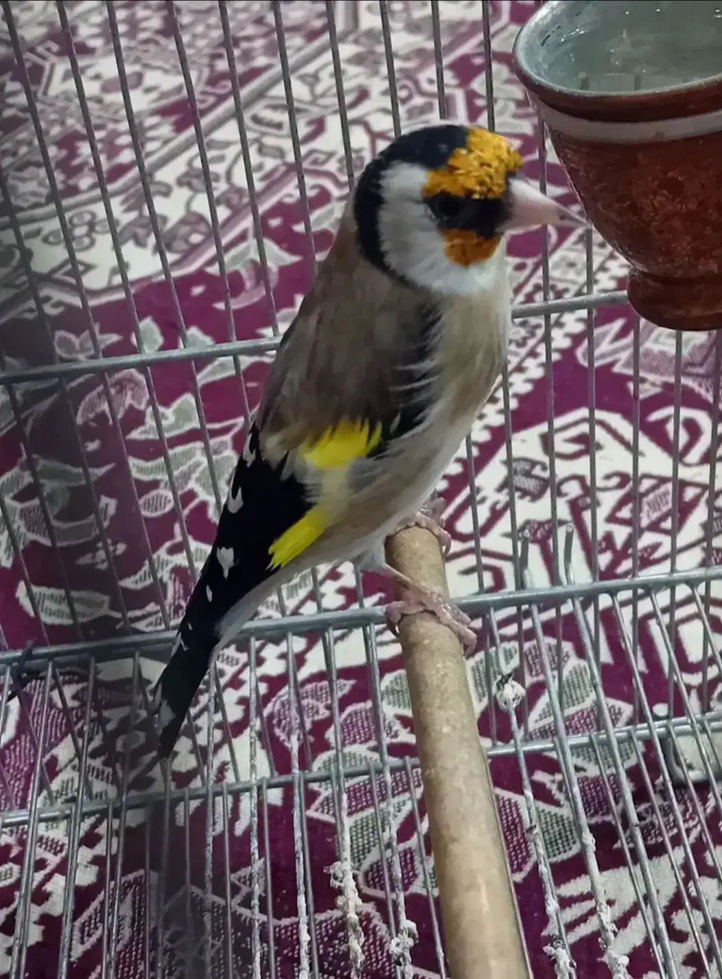 سهره نر بخون عروسک|پرنده|ساوه, |دیوار