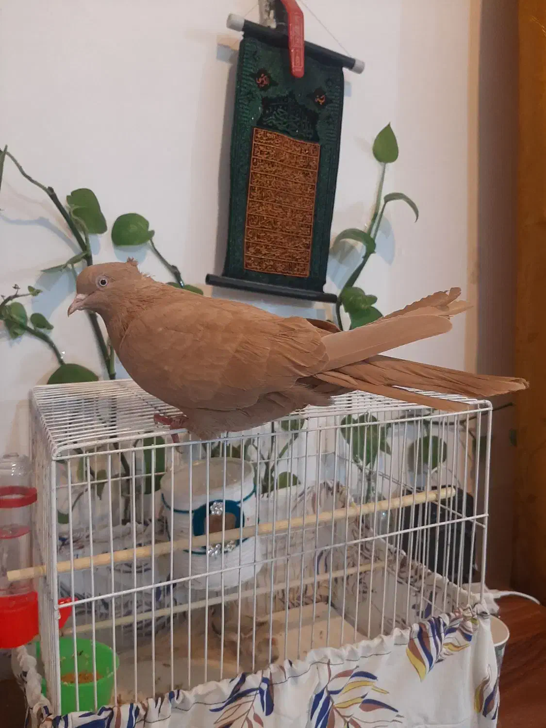 ماده زرد عطیقه|پرنده|کاشان, لتحر|دیوار