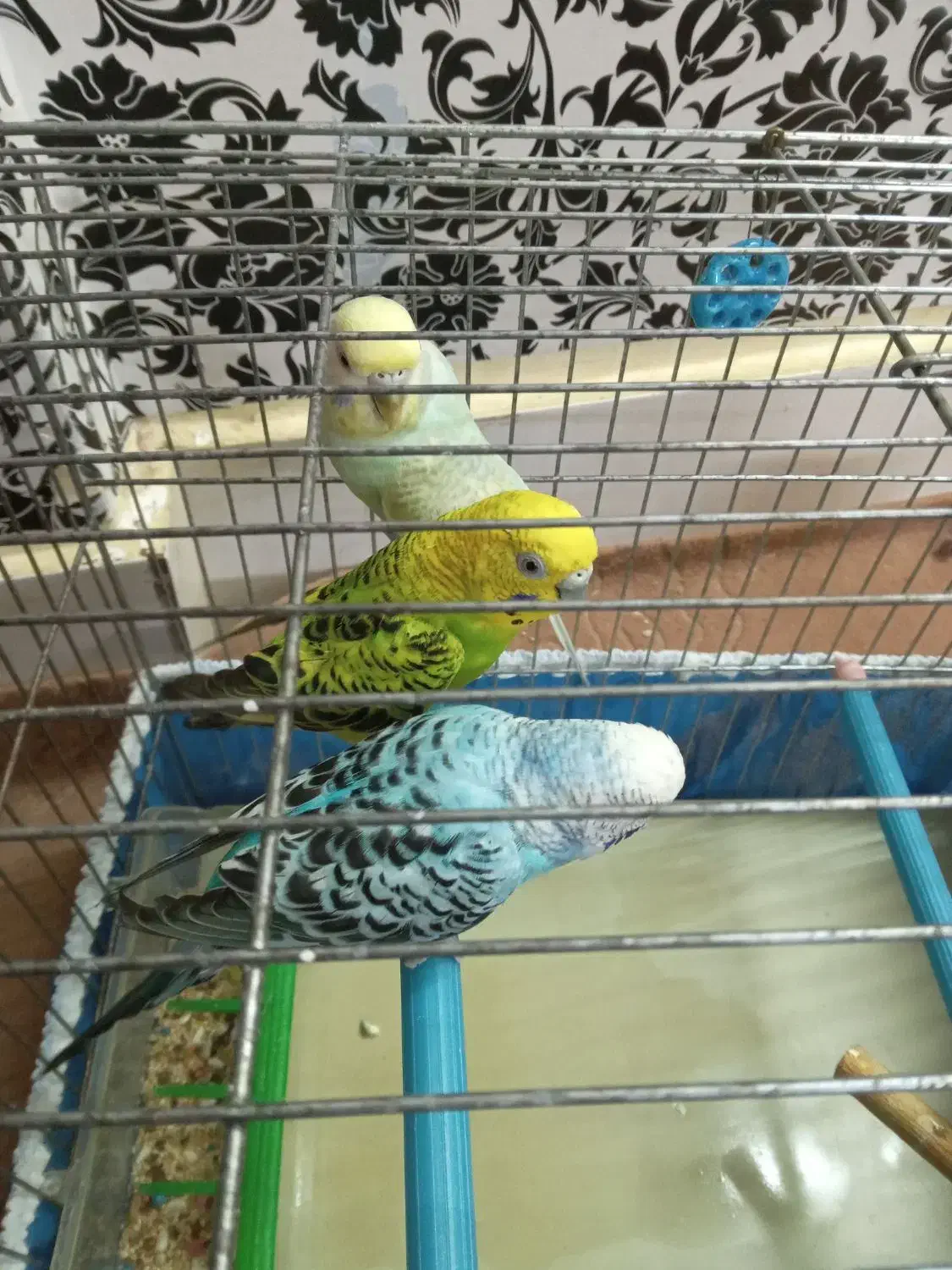 مرغ عشق|پرنده|بروجرد, |دیوار