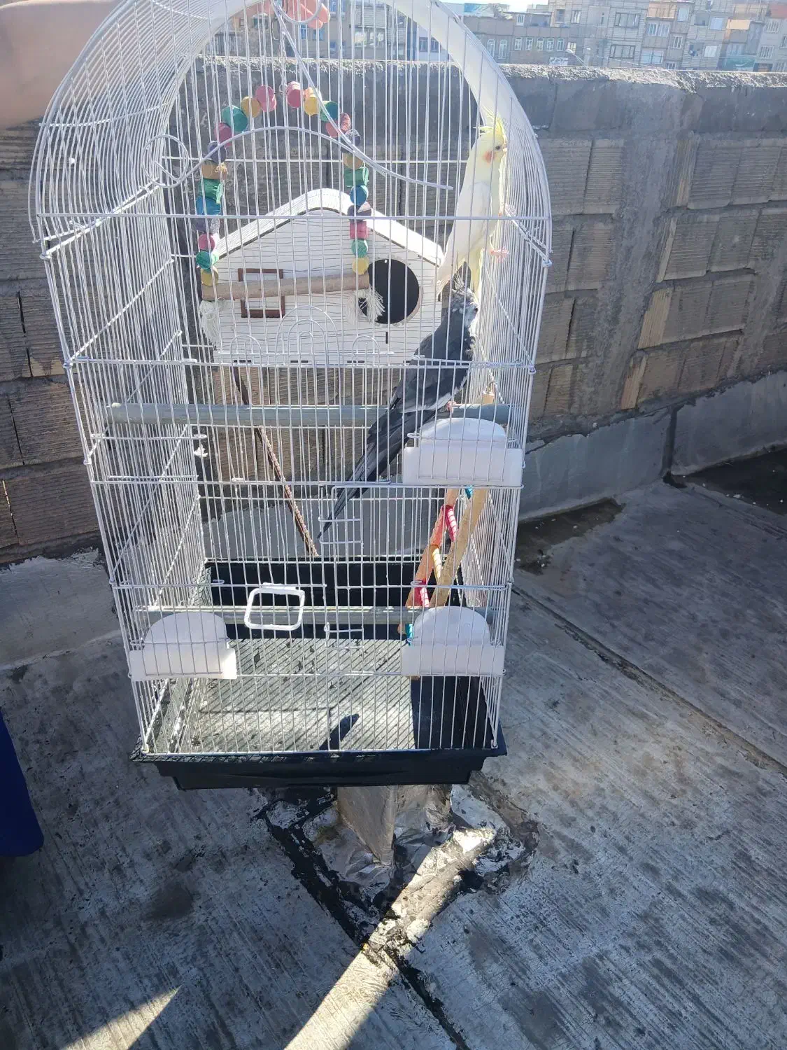 عروس هلندی|پرنده|قم, قلعه کامکار|دیوار