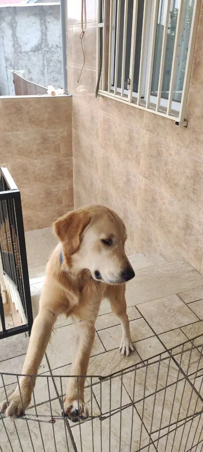 سگ نژاد گلدن|سگ|بابل, |دیوار