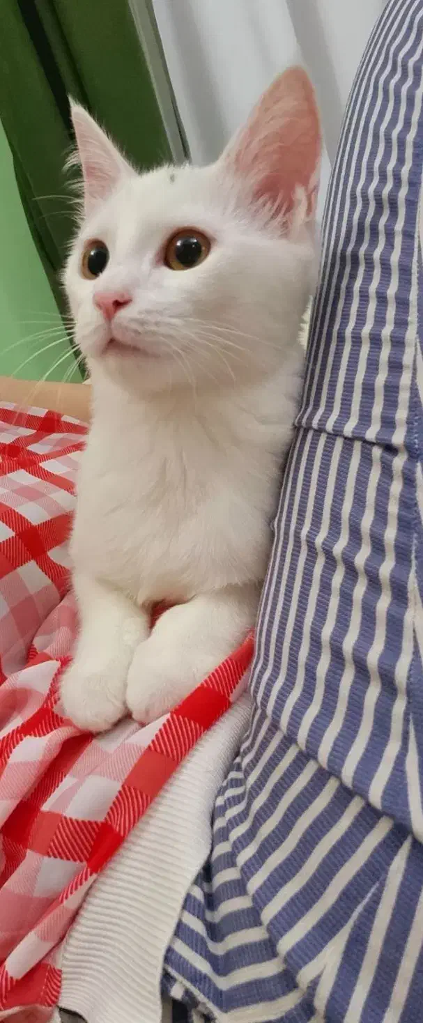 واگذاری گربه|گربه|بندر انزلی, کوی بهار|دیوار