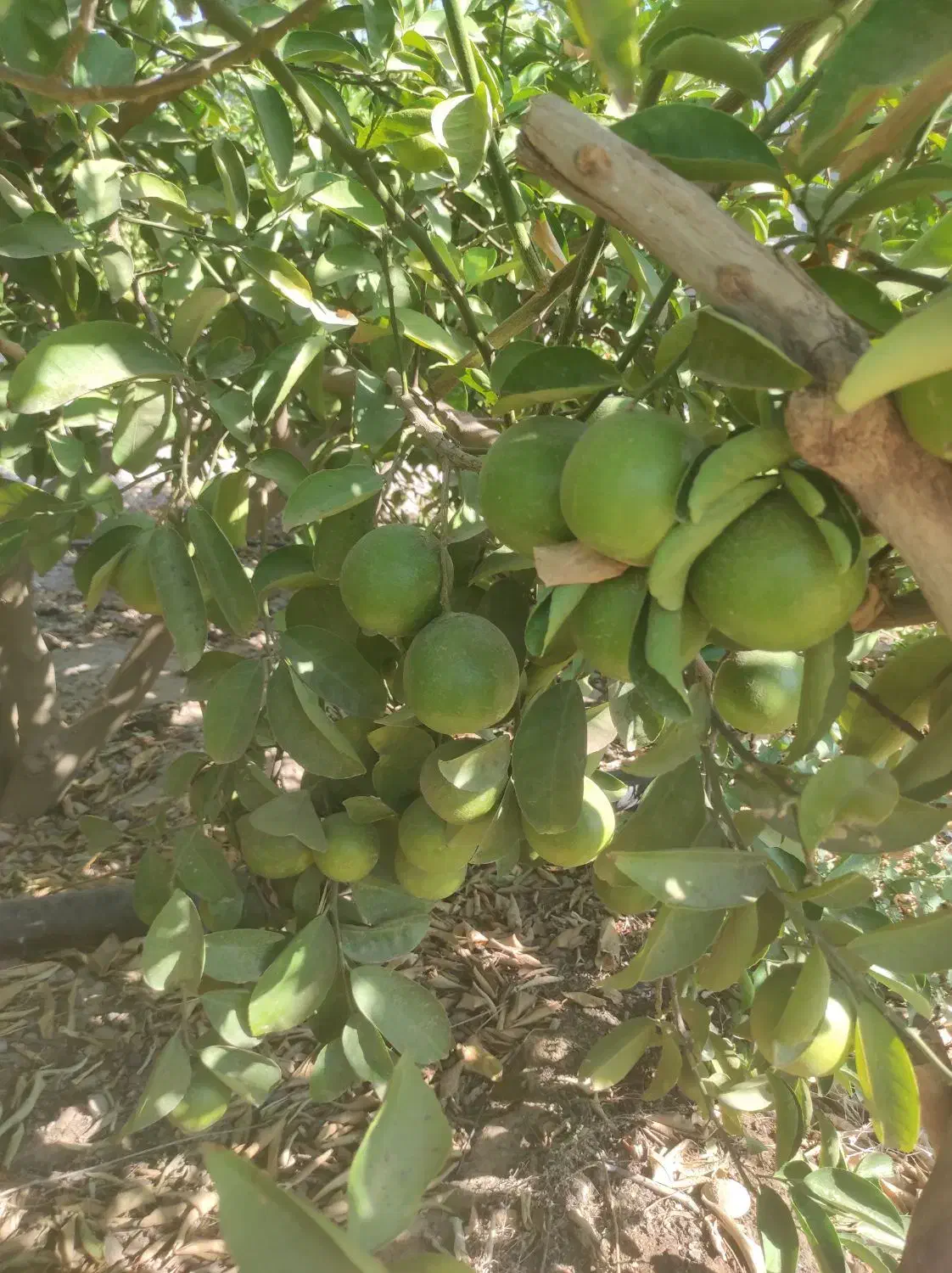 فروش لیمو شیرین|خوردنی و آشامیدنی|دوگنبدان, |دیوار