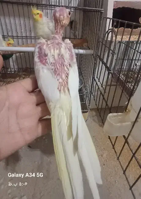 عروس هلندی|پرنده|قم, شهرک توانیر|دیوار