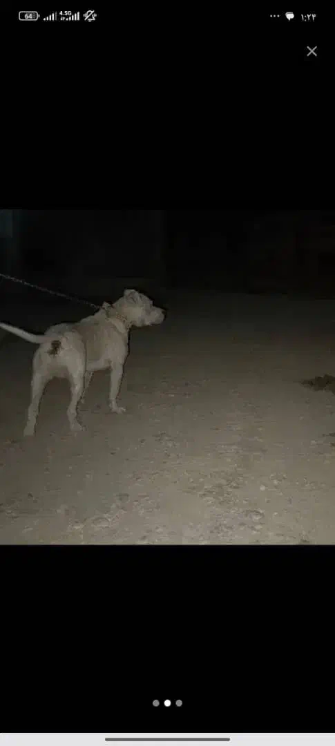 سگ داگو|سگ|یاسوج, |دیوار