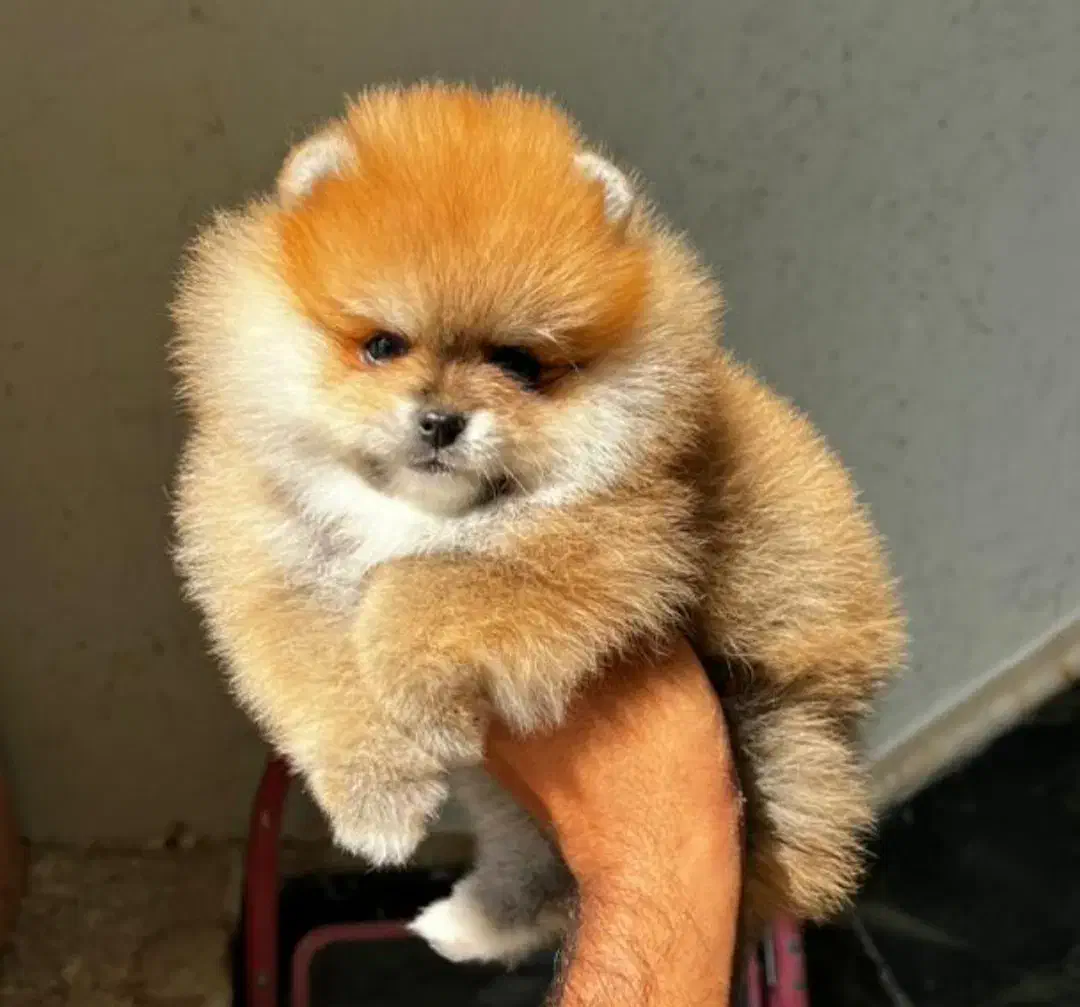 مجموعه توله های فانتزی|سگ|شیراز, صنایع الکترونیک|دیوار