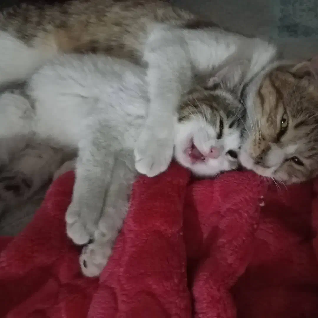 واگذاری فوری دوتا گربه باهم|گربه|زاهدان, |دیوار